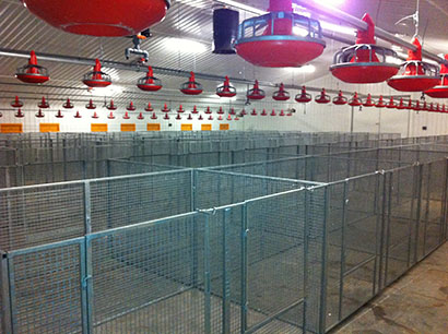 Wire mesh poultry cages poultry unit poultry farm cages made in the uk gavinised wire mesh poultry show cage 